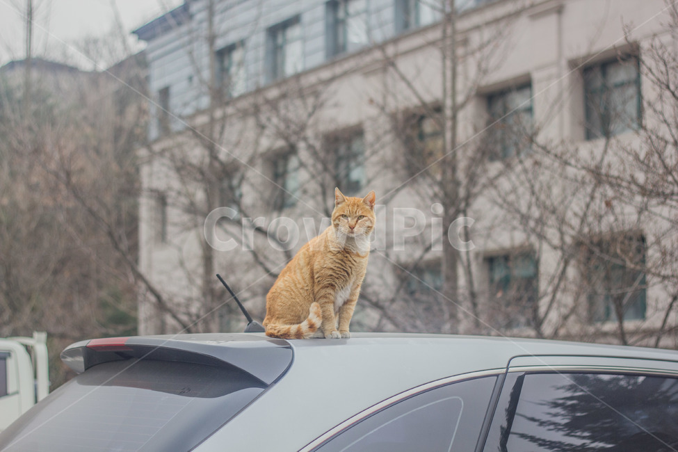 고양이,cat,동물,animal,pet