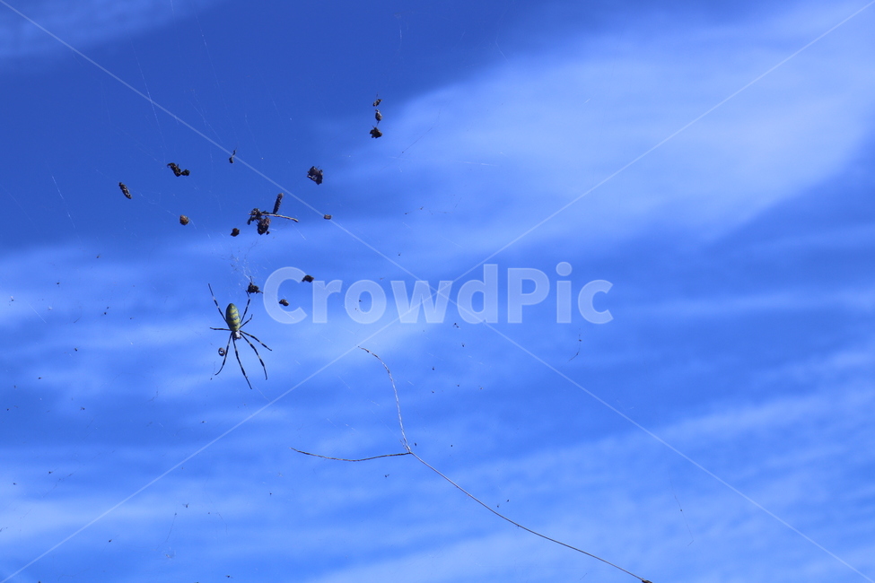 푸른,하늘,구름,거미,거미줄,bluesky,spider,spiderthread