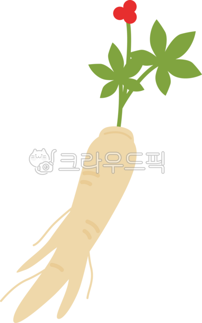 인삼,보양식,인삼일러스트,몸보신,여름,건강,한약,산삼,여름보양식,한약재,인삼뿌리,약재