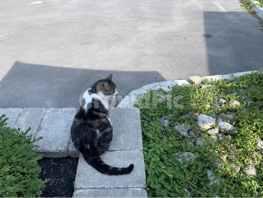 고양이,휴식,동물,애호가,삶