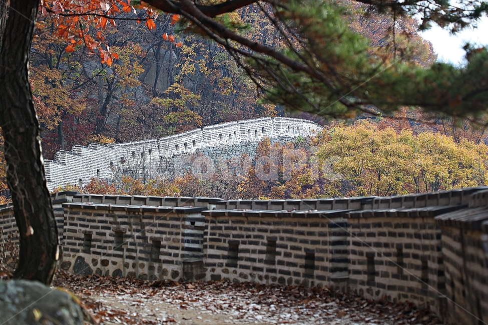 남한산성,성,성곽,단풍,낙엽,길,둘레길,숲,숲길,담,돌담,가을,자연,풍경,벽,울긋불긋,산성,식물,가을,계절,fall,autumn,season,한국전통,한국문화,korean traditional,korean culture,tree,나무,plant