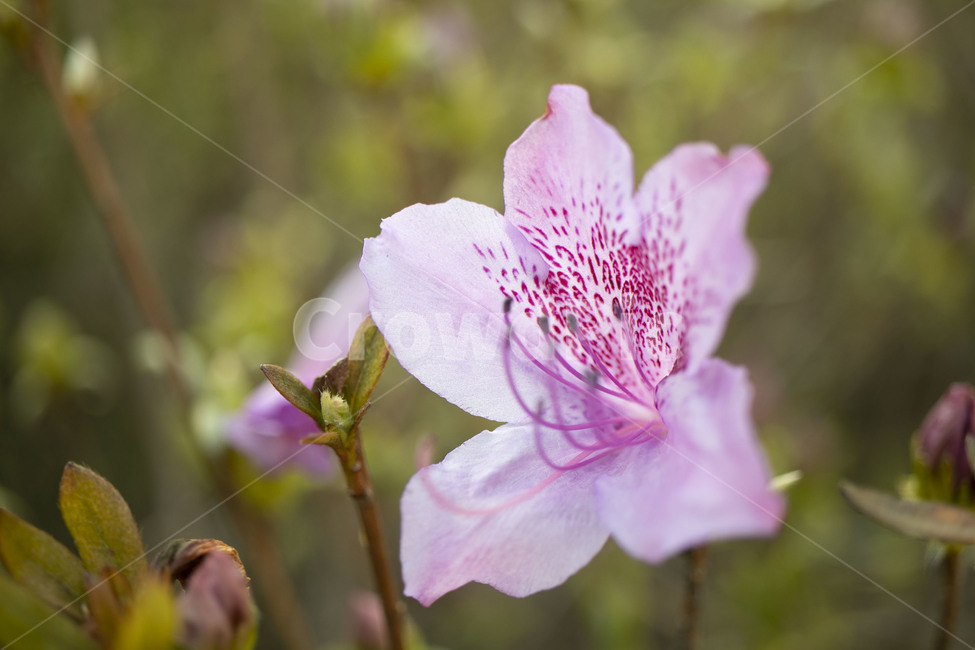 꽃,flower,plant,식물,blossom,진달래