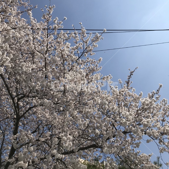 봄,정방향,분홍,벚꽃,꽃