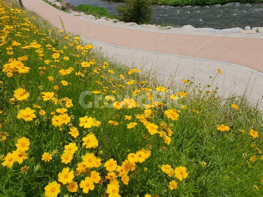 꽃,초저녁,강변,노란꽃,풀