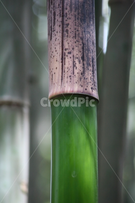 초록,대나무,bamboo,여름,phyllostachysspp