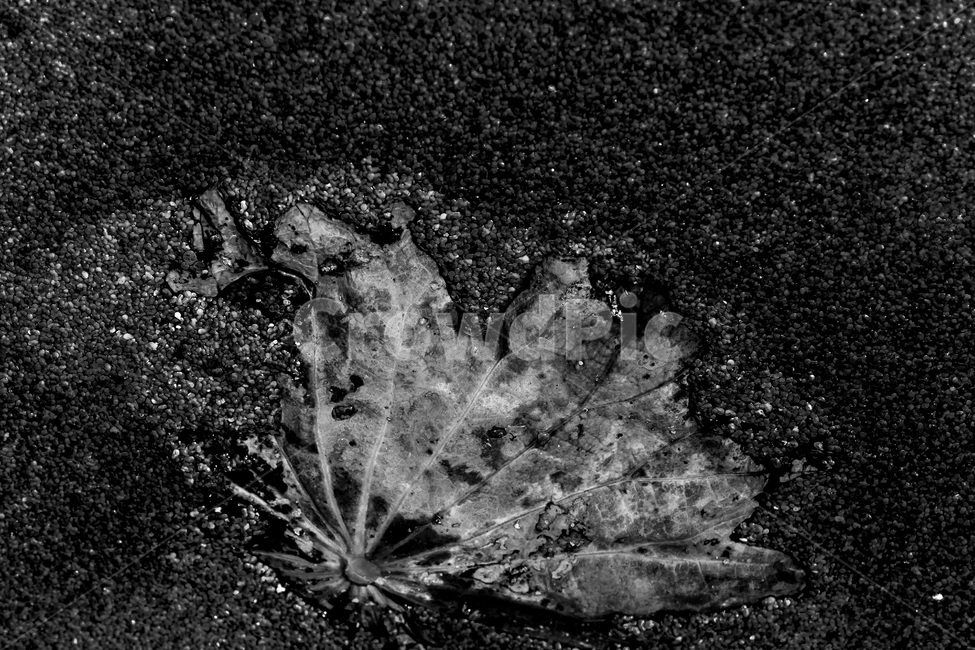 문양,연잎,무늬,패턴,습지,식물,자연,plants,nature,흑백,모노톤,monochrome,black and white