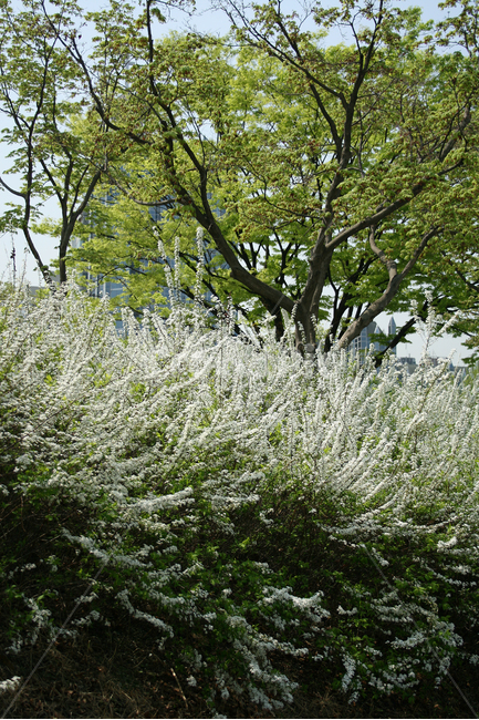 조팝꽃,봄,봄날,봄풍경,감성,spring,flower,공원,풍경,식물,새싹,잎,초록,하얀색,봄,계절,spring,season,식물,자연,plants,nature,꽃,flower,tree,나무,plant,vegetation,초목