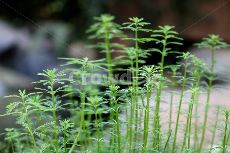 물수세미,수세미,식물,수생식물,개미탑과,자연,식물원,식물,자연,plants,nature