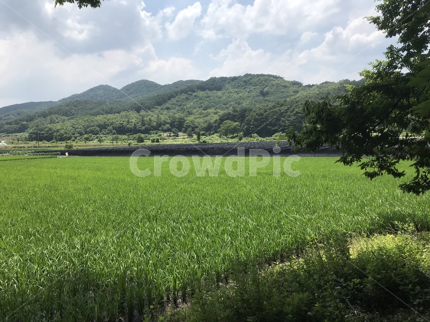 nature,자연,outdoors,서어나무숲,그린