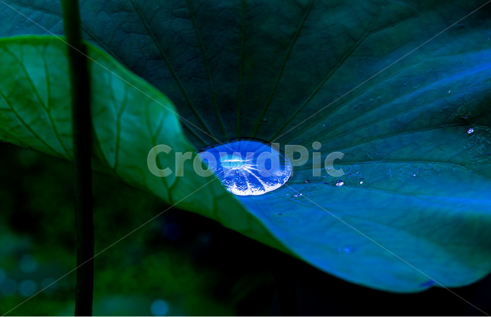물방울,연잎,문양,무늬,연,자연,식물,자연,plants,nature