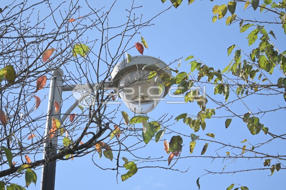 전깃줄,가로등,도시자연,하늘,나무위의새,도시풍경,철새,자연관찰,새둥지,새의일상,도시생태,하늘풍경,magpie,bird,streetlight,sky,urbannature,treebranch,wildbird,birdphotography,bluesky,perchedbird,citynature,ecolife,dailywildlife,peacefulscene,flyingbird