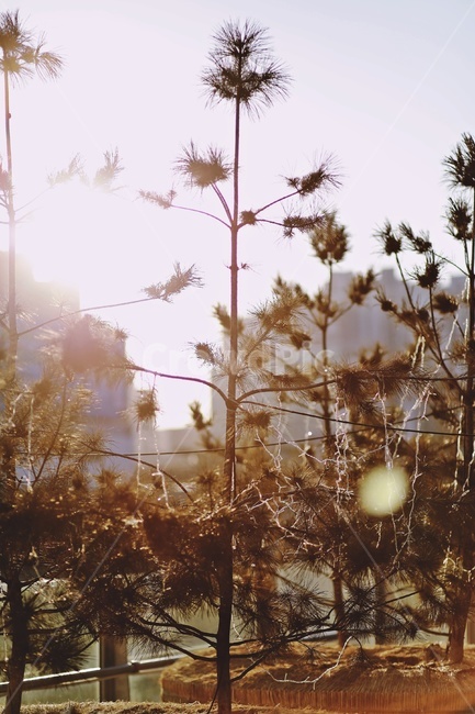 나무,플레어,햇빛,tree,sunlight,flare,식물,자연,plants,nature,나무,trees,wood,휴식,힐링,rest,relaxation,healing