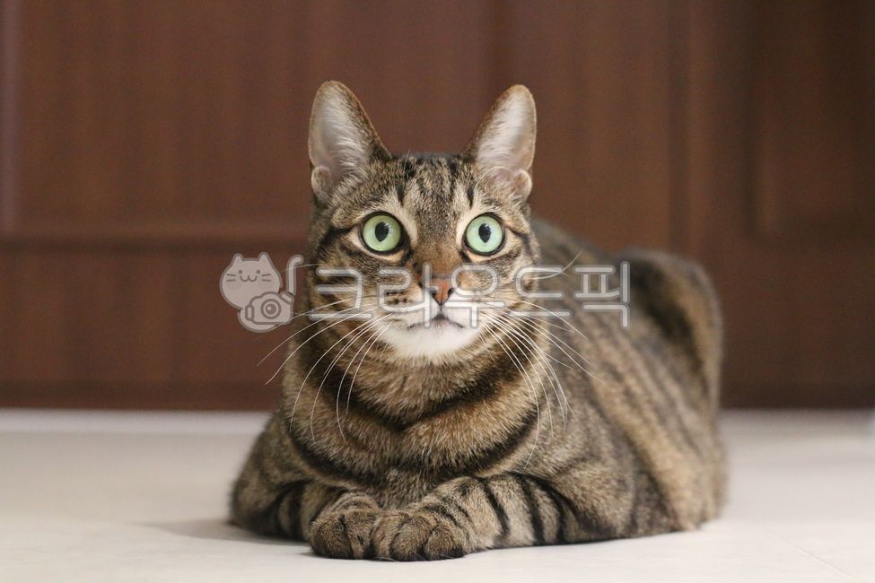 고양이,코숏,코리안숏헤어,반려동물,애완동물,휴식,동물,포유류,cat,pet,animal