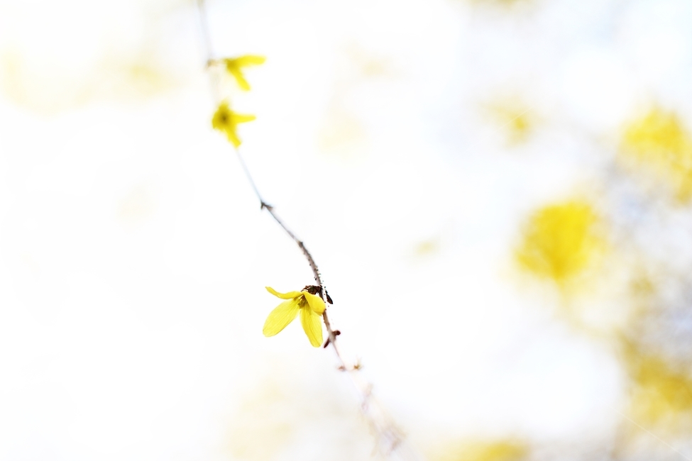 개나리,배경,꽃,봄,옐로우,노랑,forsythia,spring,yellow,식물,plant,blossom,petal,꽃잎,flower,Background,봄,계절,spring,season