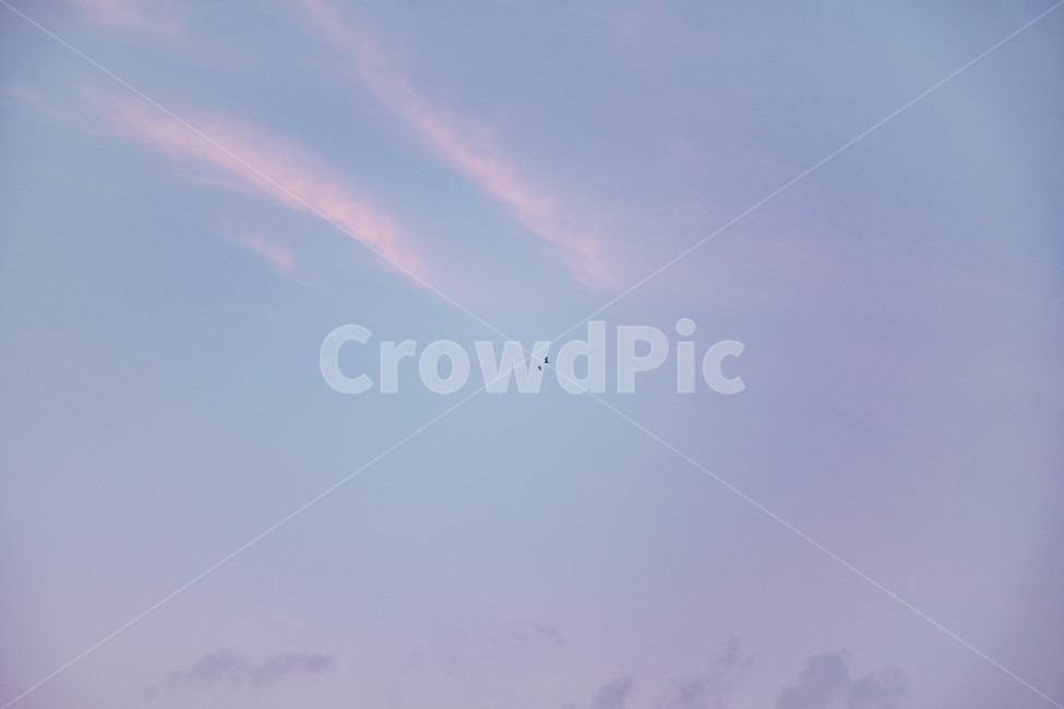 하늘,구름,sky,보라,새,자연,풍경,nature,landscape,adventure,모험,leisure activities,레저 활동,animal,동물,flying,나는,bird,gliding,활공