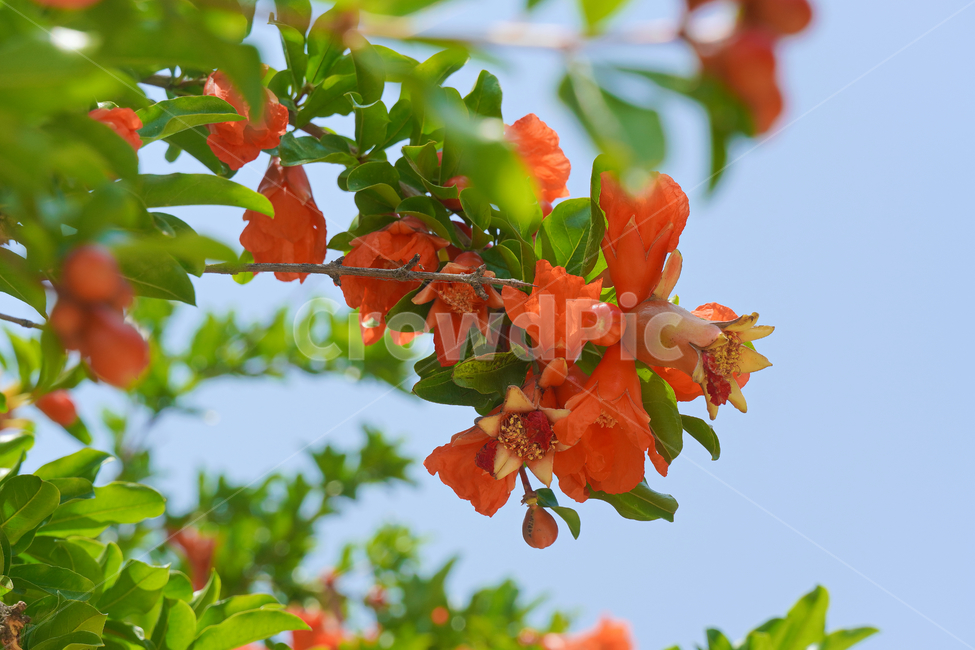 꽃,자연,접사,녹색,힐링,배경화면,신선함,안식처,season,plants,nature,flower,sensible,feeling,색깔,색상,색채,색감,colorsense,colorsensitivity,feelingofcolor,감성,평온함,느낌,휴식