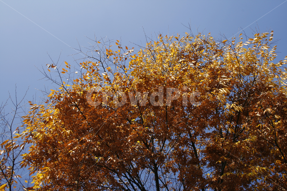 가을,단풍,하늘,나무,잎,가을,계절,fall,autumn,season,leaf,plant,식물,tree