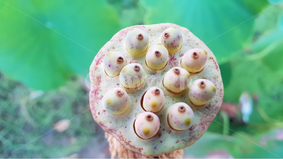 연잎,연꽃씨앗,초록,여름,계절,꽃진자리,green,summer,lotusseed,nature,plant,수생식물,연밥,씨앗,배경,배경이미지,배경화면,식물,자연,plants,nature