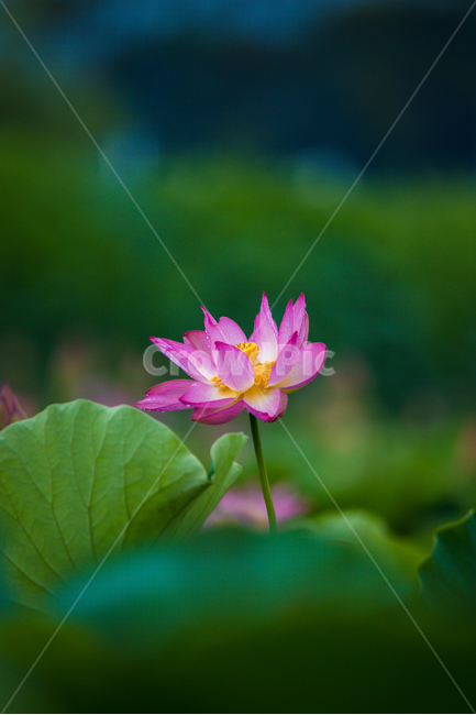 연꽃,고고함,함안,아라연꽃,아라홍련,식물,자연,plants,nature,꽃,flower