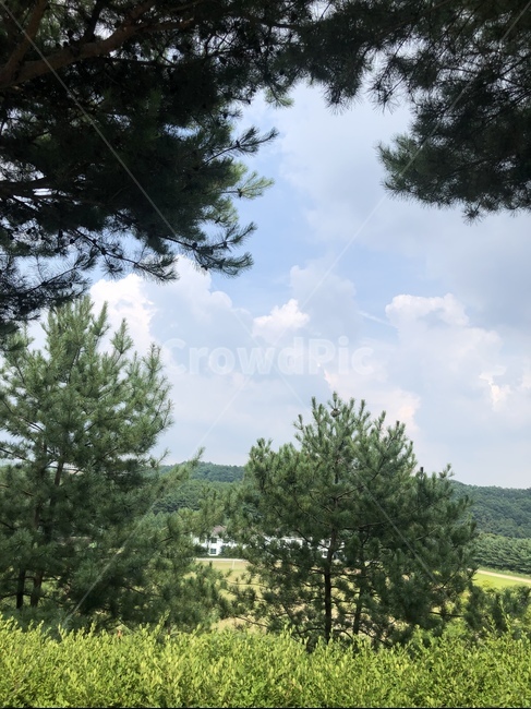 식물,나무,구름,하늘,여름