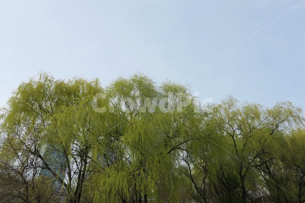 자연,샛강,봄,나무,풀,꽃,초록,숲,식물,자연,plants,nature