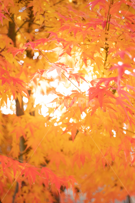 가을,단풍,빛,autumn,maple,light,가을,계절,fall,autumn,season,식물,자연,plants,nature