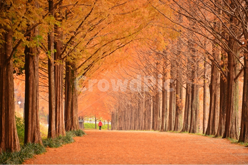 plant,식물,tree,나무,human,인간,person,사람,treetrunk,나무줄기,담양,메타길,메타스콰이어길,가을,낙엽,길,흙길,가을,계절,fall,autumn,season,자연,풍경,nature,landscape