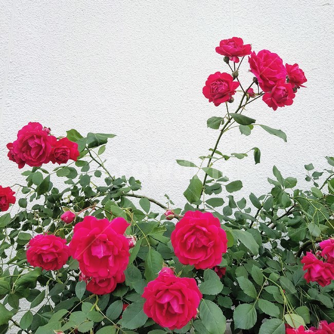 장미,꽃,빨간장미,rose,red