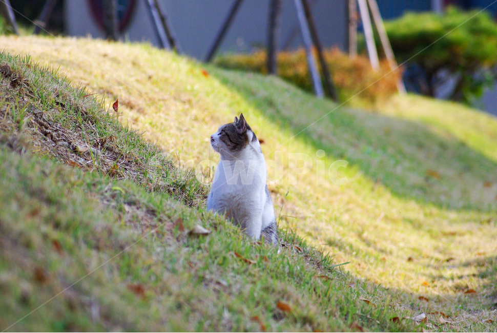 고양이,길고양이,길냥이,cat,kitty,야옹이,코숏,야생고양이,감성,동물,animal,포유류,mammal,고양이,cat,kitten,kitty