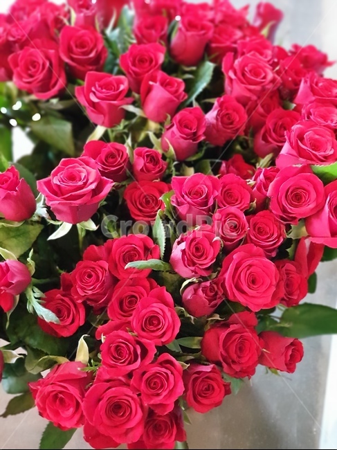 장미,장미꽃,빨간장미,꽃,빨간색,빨강,자연,식물,flower,rose,redrose,red