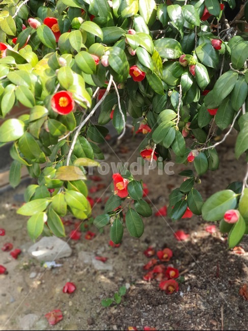 plant,식물,동백,꽃,낙화