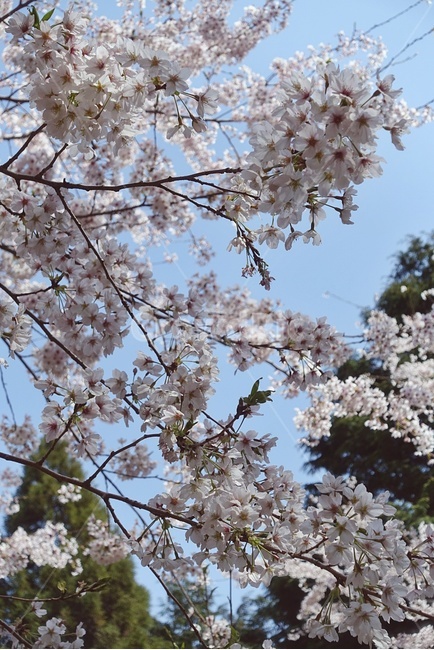 봄,식물,나무,야외,꽃놀이,꽃,벚꽃,벚꽃나무,spring,plant,flower,blossom,cherryblossom
