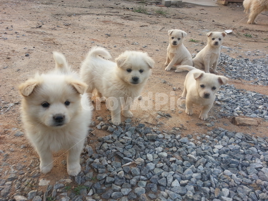 강아지,반려견,애완동물,어린,puppy,귀여운,동물,마당,개조심,동물,animal,포유류,mammal,개,강아지,dog,doggy
