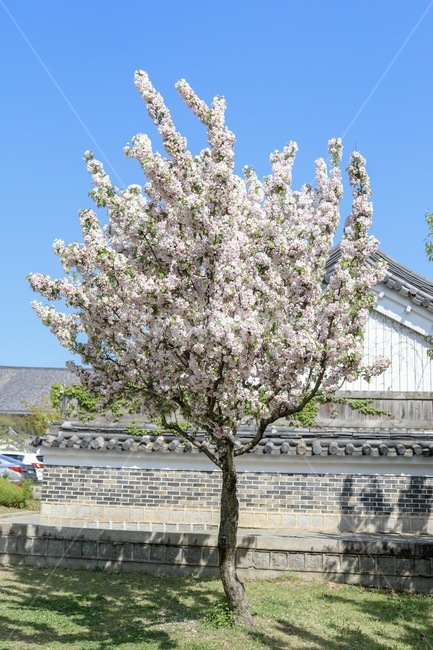 벚꽃,경주,그늘,공원,풍경,여름,소풍,하늘,구름,나무,청량