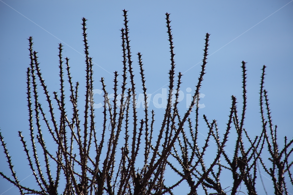 음나무,엄나무,가시,약용식물,castoraralia,식물,자연,plants,nature,나무,trees,wood