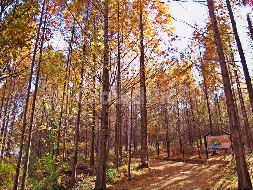 전주,건지산,가을,가을길,가을풍경,가을,계절,fall,autumn,season,자연,풍경,nature,landscape,한국자연풍경,한국자연경관,korea nature landscape,식물,plants,나무,trees,wood,휴식,힐링,rest,relaxation,healing,plant,tree