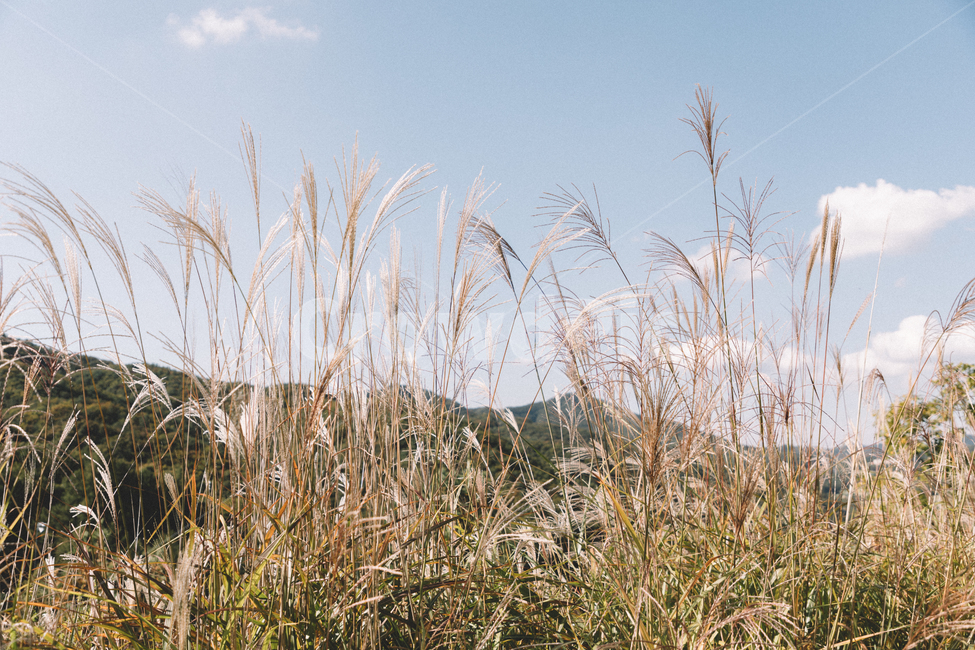 갈대,reed,옥외,outdoors,자연,nature,가을,fall
