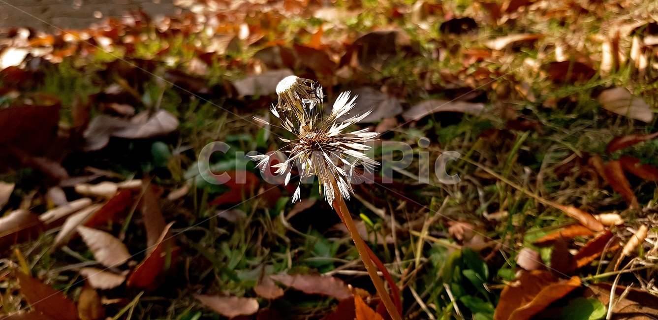 민들레,홀씨,식물,가을,낙엽,가을,계절,fall,autumn,season,식물,자연,plants,nature