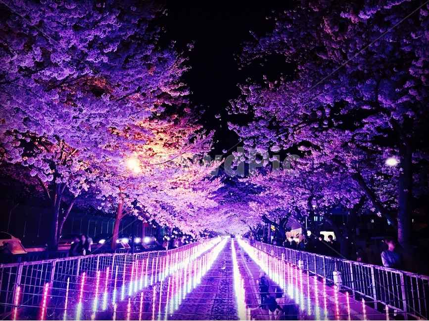 벚꽃,밤벚꽃,여좌천,축제,밤,몽환적,보라색,자연,풍경,nature,landscape,야경,밤,nightscape,night,사람들,대중,군중,other people,crowd
