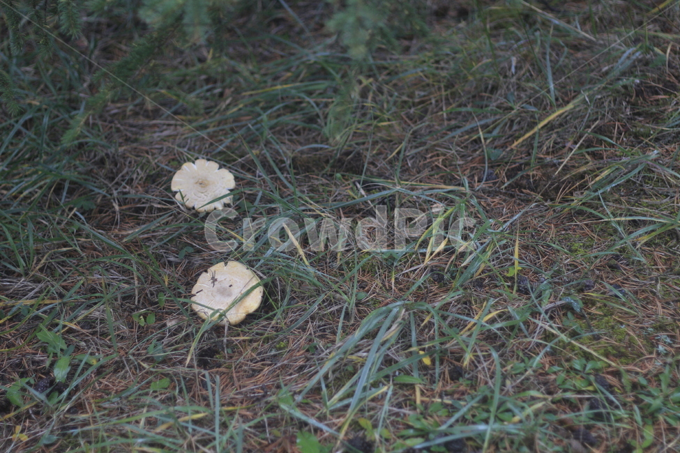버섯,땅,풀,자연,버섯들,버섯,mushroom