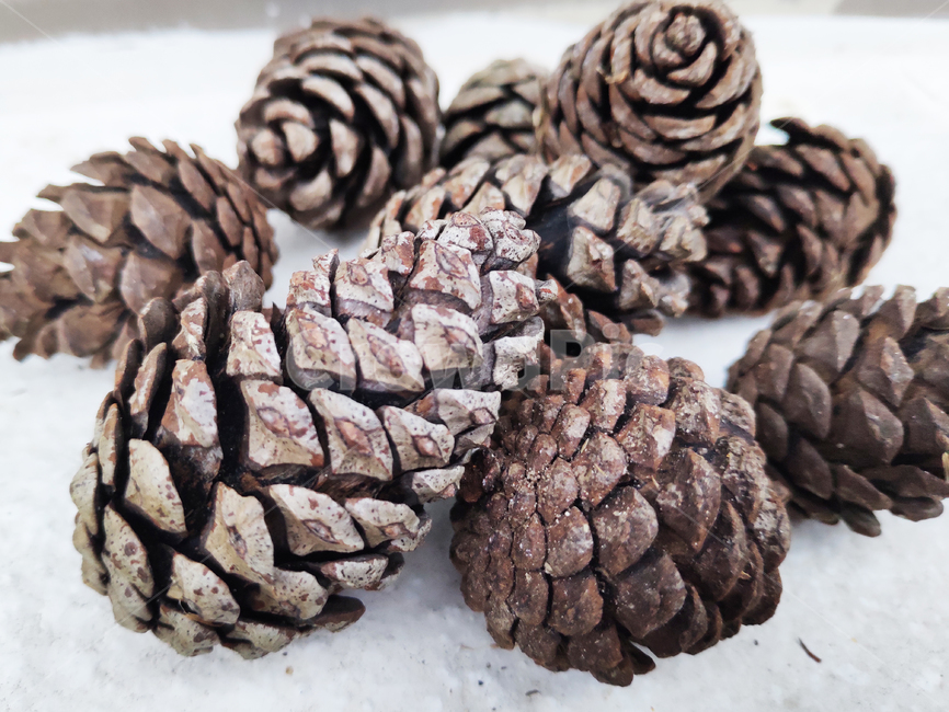 솔방울,pinecone,소나무,소나무열매,pinenuts,천연가습기,naturalhumidifier,가습기,자연,식물,나무,tree,natural,plant