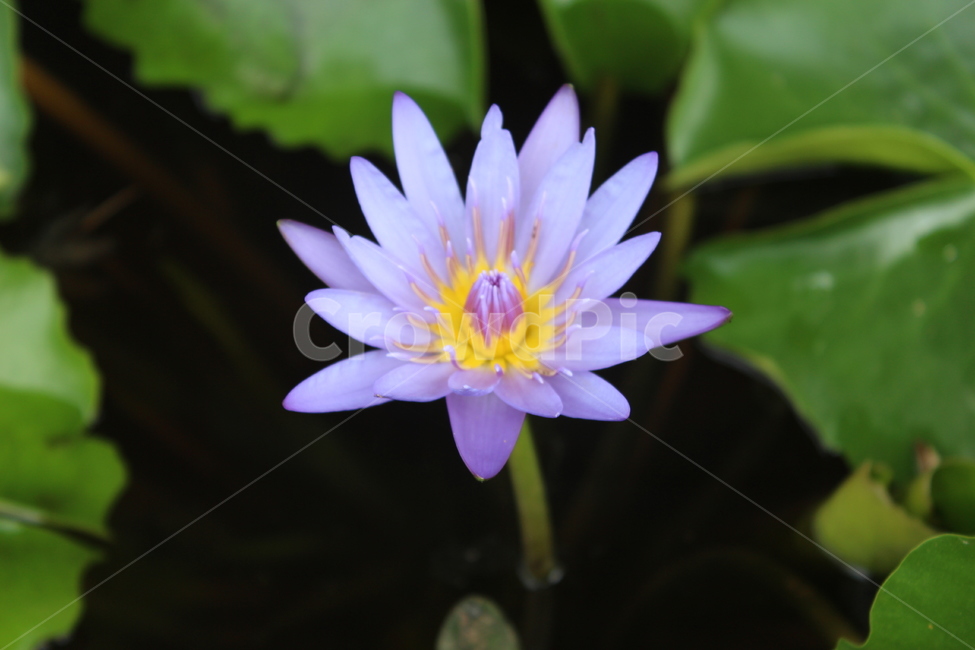 꽃,꽃배경,꽃밭,연꽃,접사,근접촬영
