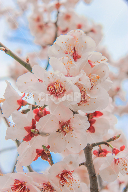 봄,벚꽃,매화,꽃,분홍,핑크,색깔,색감,색상,spring,cherryblossom,blossom,flower,pink,color,봄,계절,spring,season,식물,자연,plants,nature,꽃,flower