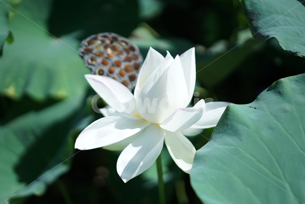 연꽃,꽃,연잎,여름,연못,flower,자연,바탕화면,배경