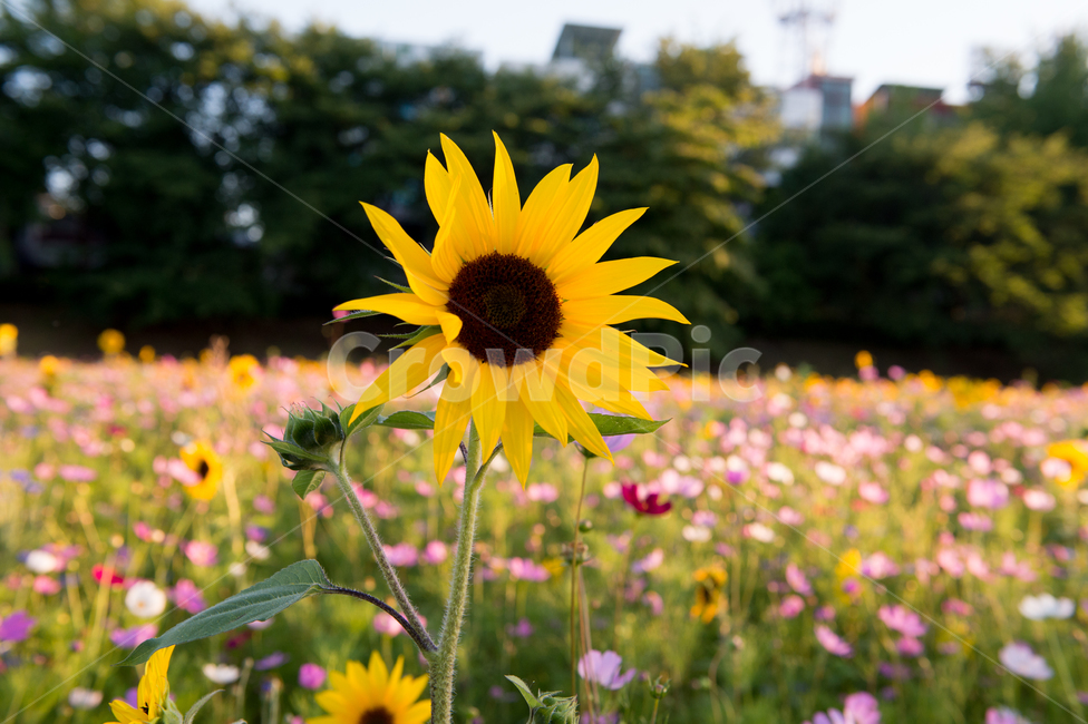 해바라기,행복,울산해바라기,태화강해바라기,감성,sunflower,여름,설렘,색감,노란색,yellow,꽃,식물,꽃배경,울산