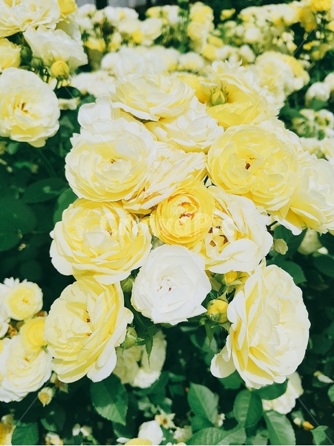 꽃,식물,장미,rose,flower,식물,자연,plants,nature,꽃,flower