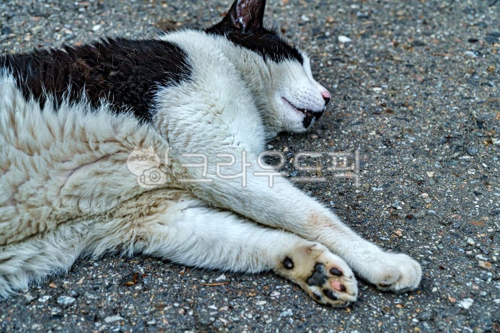 sleep,doze off,stray cat,mammal,cat,snooze,straycat,nap,Korean shorthair,Korean short hair,nature,slumber,alleycat,asphalt,mammals,animal,shorthair