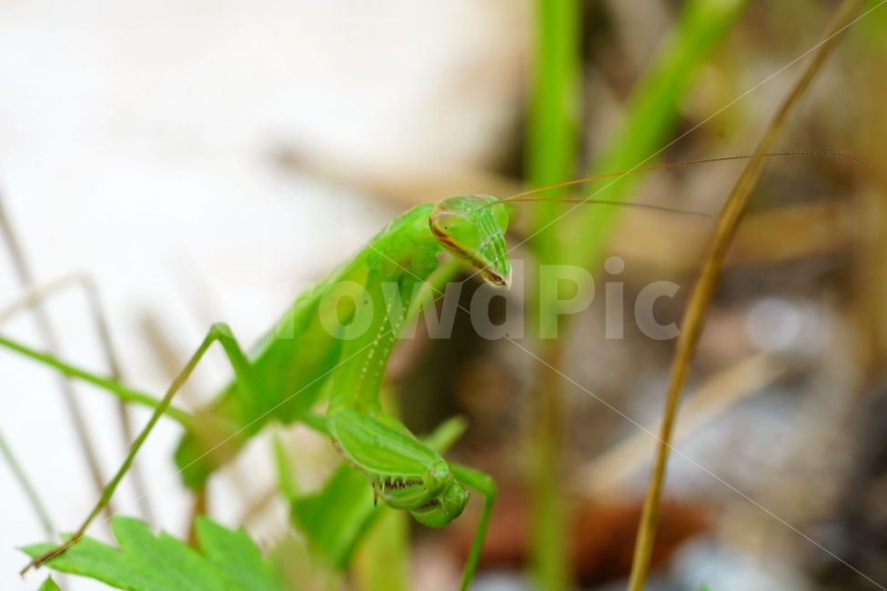 사마귀,곤충,벌레,동물,자연,animal,nature,praying,insect,bug,무법자,접사,macro,식물,풀,풀잎,이파리,여름,summer,근접촬영,마크로,신비,생명,생태,생태계,green,그린,스냅,스냅사진,스넵,스넵사진,snap,snapshot,한국자연,한국의자연,풍경,landscape,동물,animal,곤충,벌레,insect,bug
