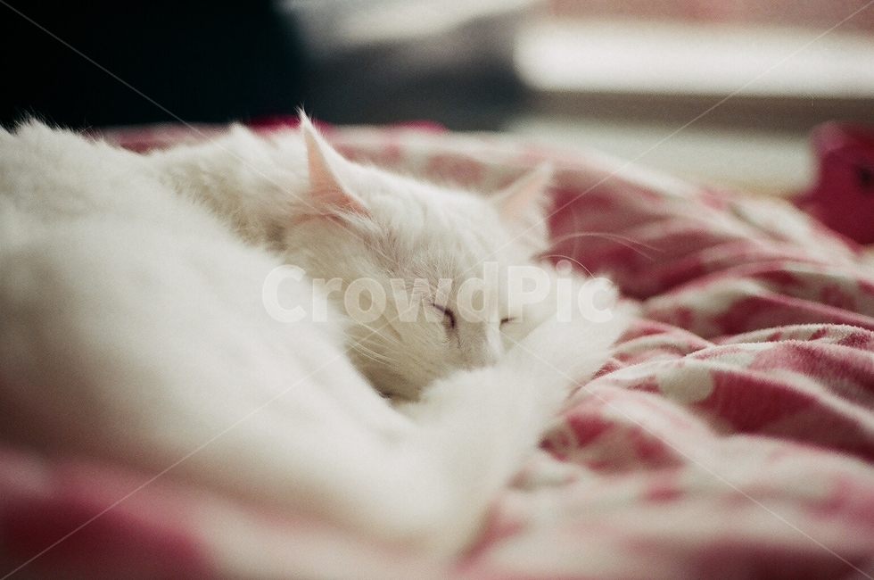 고양이,cat,반려묘,낮잠,잠,이불,필름사진,동물,animal,filmcamera,kitty,nap,sleep,동물,animal,포유류,mammal,고양이,cat,kitten,kitty