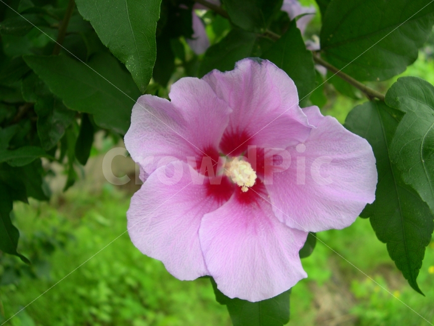무궁화,국화,꽃,식물,무궁화꽃,flower,Mugunghwa,식물,자연,plants,nature,꽃,flower